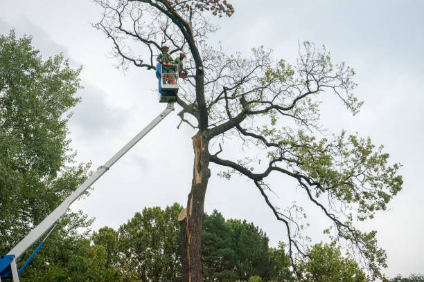 How Our Tree Care Process Works  in  Hillsboro, ND